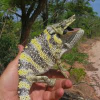 Image result for Oxyanthus zanguebaricus