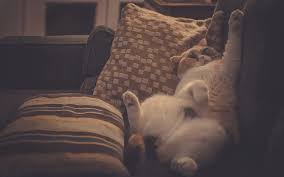 Maybe you would like to learn more about one of these? 20 Avgusta Vsemirnyj Den Leni