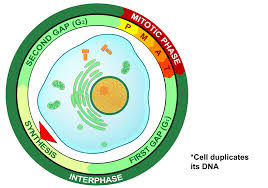 Image result for Cell Cycle