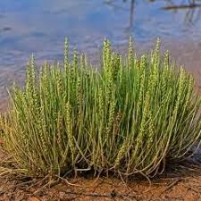 Image result for Juncaginaceae