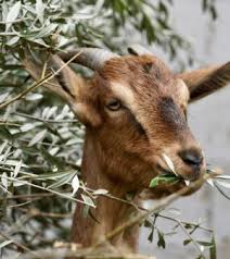 baby goat zeytinyagli devam sutu parents dergisi
