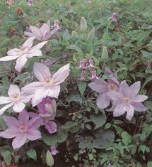 Image result for Clematis costata
