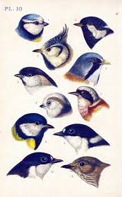 1890 Blue Tit Greenbacked Tit Parus Musicapa Passerine Bird Beak Feather Natural History Antique Bird Print Ornithology Chart Wall Art