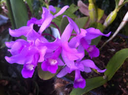 Kay Doderer-Tiberio Obituary (2011)