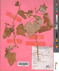 Image result for Ipomoea dichroa