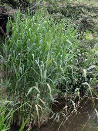 イネ科 植物図鑑のカテゴリ サイエンス ナビch