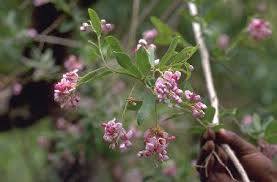 Image result for Securidaca welwitschii