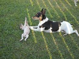 Purebred Rat Terrier Pups Rat Terrier Dogs Fox Terrier Puppy Rat Terriers