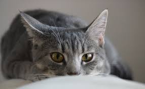 Comment Fabriquer Sa Propre Litiere Pour Son Chat Un chaton le chat des sables ou chat du désert, felis margarita, en voie de disparition le chat des sables est aussi nommé chat du désert. binette jardin le monde