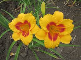 Nasa heliophysicist alex young explains how this simple sound connects us with the sun and all the other stars in the universe. Blackberry Sherbet Daylily Fedco Bulbs