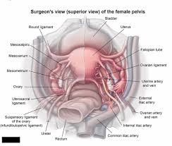 Pelvic musculature, fascial planes, ligamentous attachments. Usmle Notes Female Pelvis