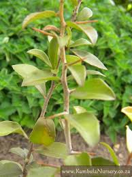 Image result for Putterlickia