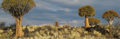 Image result for Kalaharia uncinata