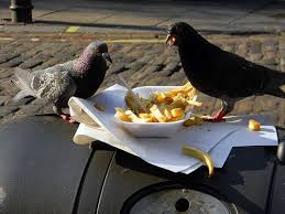 Shanyah Foster Omg Pigeons Eating French Fries Pigeon Eat Fries