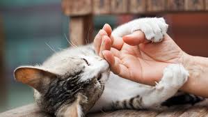 Cats are interested in movement and sounds and prefer toys that entice their natural hunting behaviors like toy mice and crinkle balls. How To Manage Your Cat S Claws
