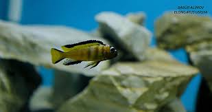 Babur Alimov Adli Kullanicinin Akvaryum Balik Hobi Malawi Tanganyika Biotope Panosundaki Pin Balik Akvaryum