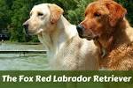 Puppies – Fox Red Labradors | Labrador Retriever