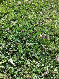 It has other common names such as dutch clover, honeysuckle clover, purplewort, and white trefoil. Fall Is The Ideal Time To Control Broadleaf Weeds In Turfgrass Msu Extension
