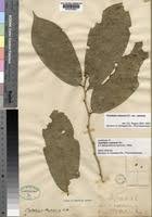 Image result for Octolepis