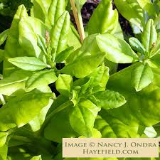 Image result for Talinum paniculatum