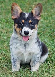 We did not find results for: Blue Heeler Chihuahua Mix For Sale Pets Lovers