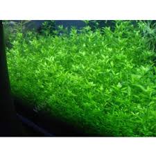 Akvaryumbitkileri Micranthemum Micranthemoides Micra Fiyati