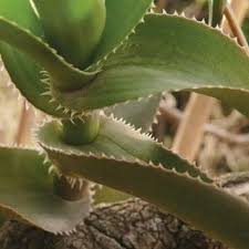 Image result for Aloe nuttii