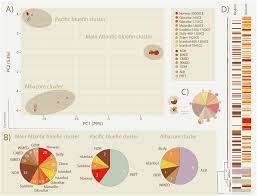 Five millennia of mitonuclear discordance in Atlantic bluefin tuna  identified using ancient DNA