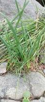 Image result for Drimia indica