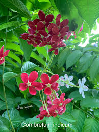 Image result for Combretum mossambicense