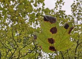 How To Treat Tar Spot On Maple Tree Leaves Chicago Tribune