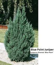 Be the first to review this product. Small Conifers Midpark Nurseries