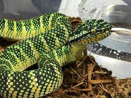 Venomous Beautiful Snakes Reptiles And Amphibians Reptiles