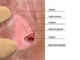 Perempuan tanah jahanam dibuka dengan adegan yang cukup ngegas. Lubang Perempuan Kencing Cloudy Girl Pics