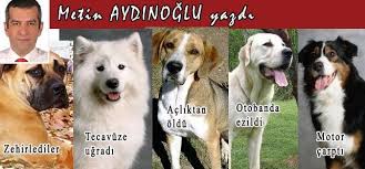 Al O Parani Da Kopek Sevgini De Haber Hurriyeti