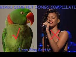 Where We Are From The Birds Sing A Pretty Song 12 Parrots Cockatiels Singing Hit Songs Funny Birds Complilation Youtube Funny Birds Funny Parrots Cockatiel