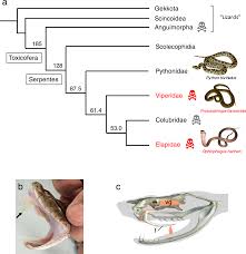The Habu Genome Reveals Accelerated Evolution Of Venom