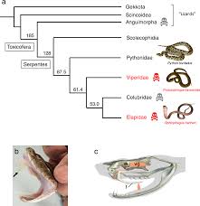 The Habu Genome Reveals Accelerated Evolution Of Venom
