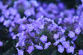 We did not find results for: Fresh And Natural You Can Almost Smell The Sweet Scent From These Purple Flowers Stock Photo Picture And Royalty Free Image Image 12249888
