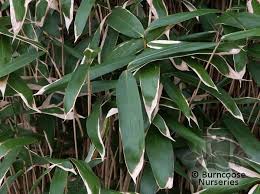 Data related to sasa tsuboiana at wikispecies. Bamboo Sasa Palmata Tsuboiana From Burncoose Nurseries
