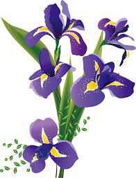 flower iris embroidery draw paint おしゃれまとめの人気アイデア pinterest mabel neil あやめ イラスト イラスト 花 描き方