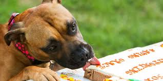 Will pinto beans hurt dogs? Can Dogs Eat Cake 2021 Guide
