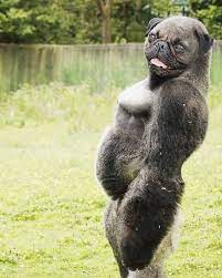 David staffell from the uk creates photo manipulations of animals combined into everyday objects, and the result is hilarious. Pin On Photoshop Of Animals