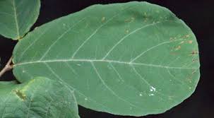 Image result for Friesodielsia obovata