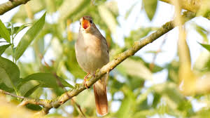 Machen sie urlaub auf dem sonnenbalkon südtirols! Der Gesang Der Nachtigall Singing Nightingale Nationalpark Unteres Odertal Youtube