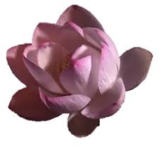 Best animations is a collection of animated gifs found on the web and original exclusive gifs made by us. Lotus Flower Transparent Gif Novocom Top