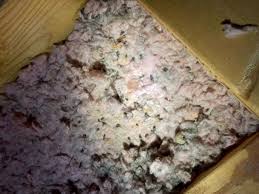 Image result for squirrel poop