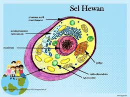 Reread the text quickly and sign the difficult words. Organisasi Kehidupan Sel Ppt Download