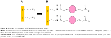 These modifications can improve overall peptide stability, alter structure to better understand biological function, or enhance immunogenicity for antibody development and production. Targeted Polyethylene Glycol Gold Nanoparticles For The Treatment Of P Ijn
