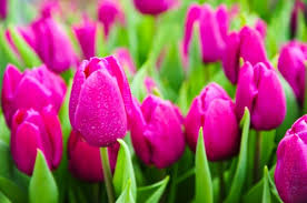 Risultati immagini per TULIPANO